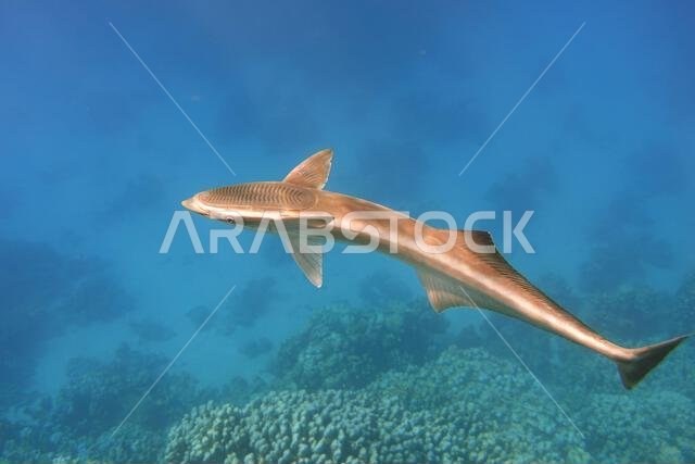 Remora fish swims in the blue sea Remora fish swims in the blue sea