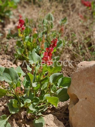 Red Sorrel Plant Growing near Rocks Red Sorrel Plant Growing near Rocks