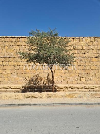 Acacia Tree in front of Lime Stone Wall and Blue Sky in Saudi Arabia