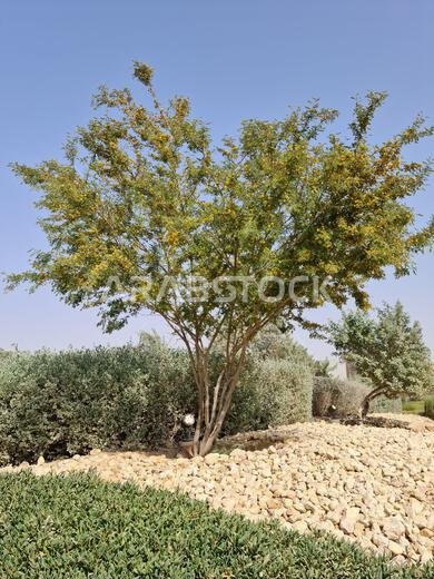 منظر طبيعي صحراوي سعودي مع أشجار السنط وشجيرات صحراوية ونشارة الحجر الجيري تحت سماء زرقاء