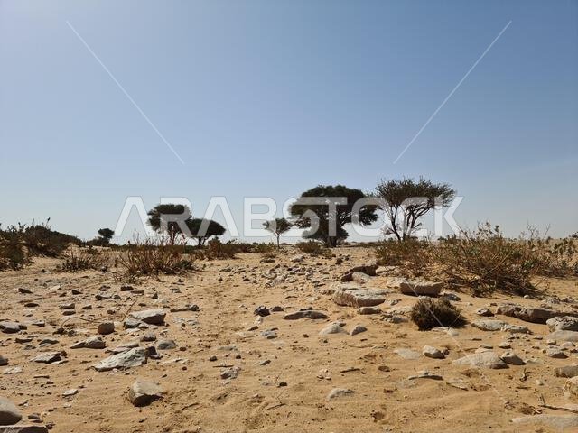 Desert Landscape with Scattered Trees in Background