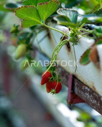 Close-up of strawberry growing on plant from Taif, Saudi Arabia