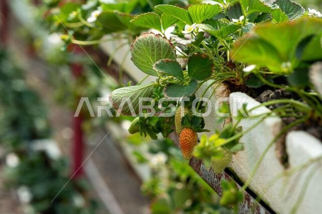 Close-up of strawberry growing on plant from Taif, Saudi Arabia