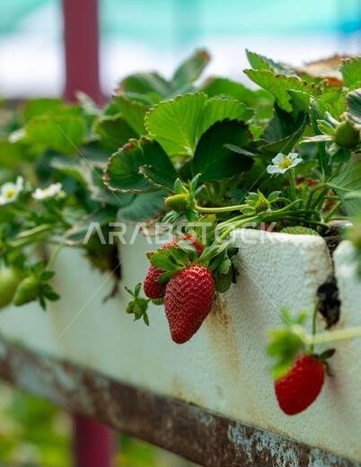 Close-up of strawberry growing on plant from Taif, Saudi Arabia