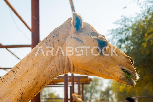few camels in an enclosure under the oasis palm trees at a holiday resort. High quality photo