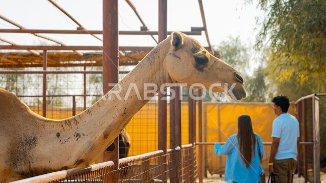 عدد قليل من الجمال في حظيرة تحت أشجار النخيل في منتجع سياحي. صورة عالية الجودة
