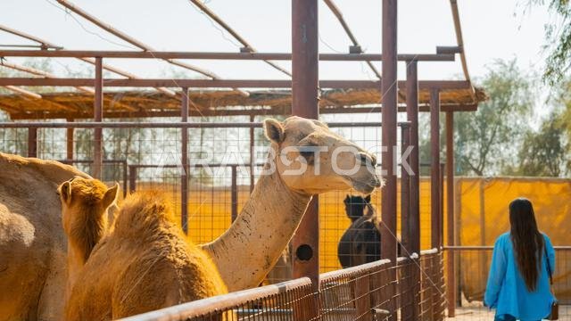 few camels in an enclosure under the oasis palm trees at a holiday resort. High quality photo