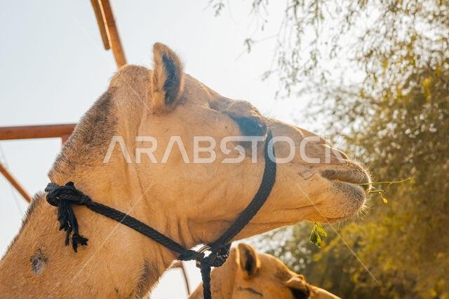 عدد قليل من الجمال في حظيرة تحت أشجار النخيل في منتجع سياحي. صورة عالية الجودة عدد قليل من الجمال في حظيرة تحت أشجار النخيل في منتجع سياحي. صورة عالية الجودة