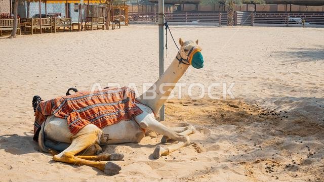عدد قليل من الجمال في حظيرة تحت أشجار النخيل في منتجع سياحي. صورة عالية الجودة