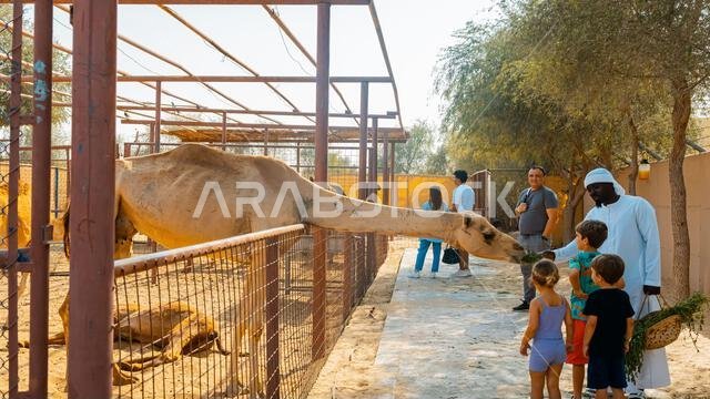 عدد قليل من الجمال في حظيرة تحت أشجار النخيل في منتجع سياحي. صورة عالية الجودة