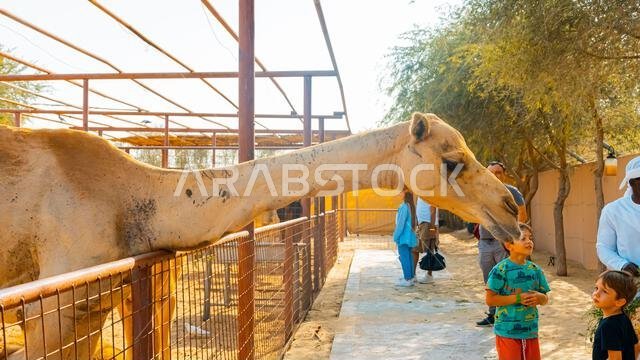 عدد قليل من الجمال في حظيرة تحت أشجار النخيل في منتجع سياحي. صورة عالية الجودة