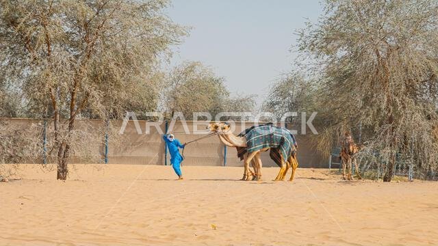 عدد قليل من الجمال في حظيرة تحت أشجار النخيل في منتجع سياحي. صورة عالية الجودة