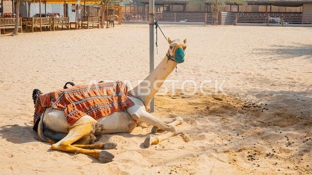 عدد قليل من الجمال في حظيرة تحت أشجار النخيل في منتجع سياحي. صورة عالية الجودة