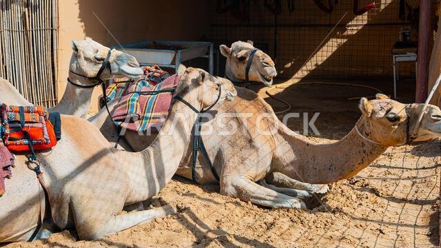 عدد قليل من الجمال في حظيرة تحت أشجار النخيل في منتجع سياحي. صورة عالية الجودة