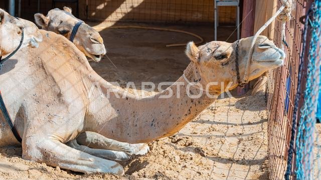 few camels in an enclosure under the oasis palm trees at a holiday resort. High quality photo
