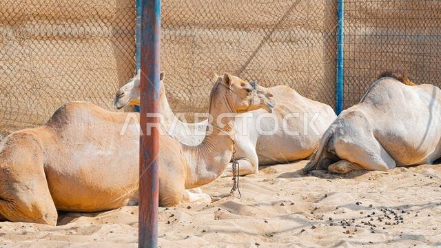 عدد قليل من الجمال في حظيرة تحت أشجار النخيل في منتجع سياحي. صورة عالية الجودة