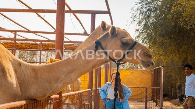 عدد قليل من الجمال في حظيرة تحت أشجار النخيل في منتجع سياحي. صورة عالية الجودة