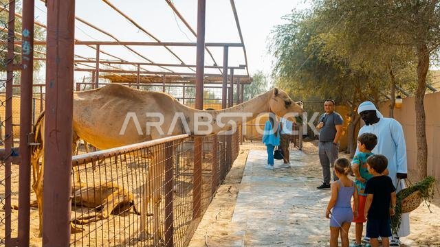 عدد قليل من الجمال في حظيرة تحت أشجار النخيل في منتجع سياحي. صورة عالية الجودة