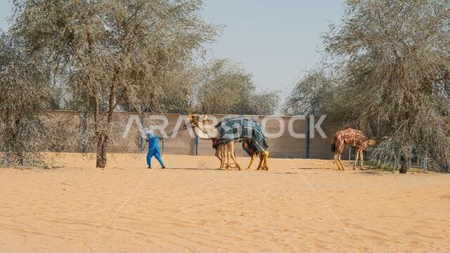few camels in an enclosure under the oasis palm trees at a holiday resort. High quality photo