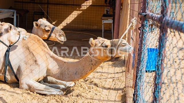 عدد قليل من الجمال في حظيرة تحت أشجار النخيل في منتجع سياحي. صورة عالية الجودة عدد قليل من الجمال في حظيرة تحت أشجار النخيل في منتجع سياحي. صورة عالية الجودة