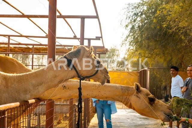 عدد قليل من الجمال في حظيرة تحت أشجار النخيل في منتجع سياحي. صورة عالية الجودة