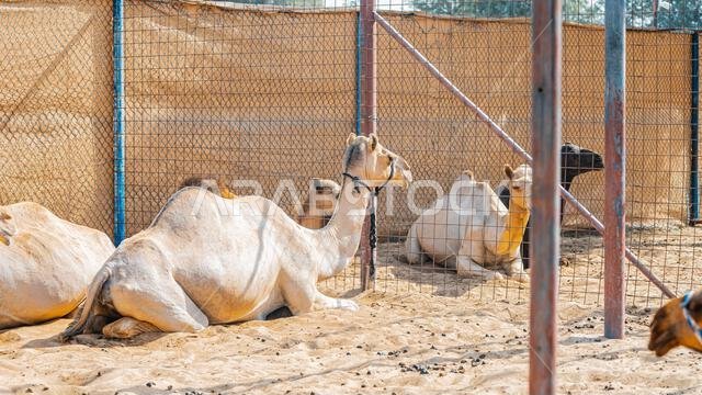 عدد قليل من الجمال في حظيرة تحت أشجار النخيل في منتجع سياحي. صورة عالية الجودة
