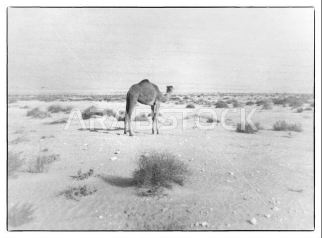 Scenes from al-Hofuf, al-Ahsa, Saudi Arabia, abt 1968 Scenes from al-Hofuf, al-Ahsa, Saudi Arabia, abt 1968
