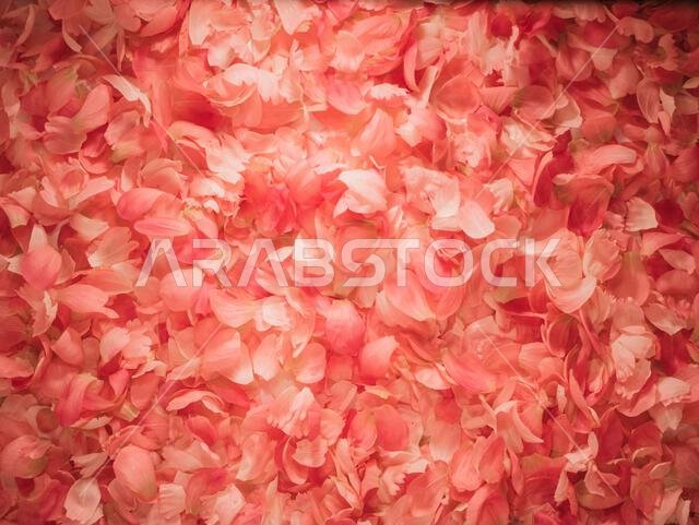 Close-up of Taif Rose Petals, Traditional Damask Rose Grown in Taif Region, Saudi Arabia, Symbol of Luxury and Natural Beauty