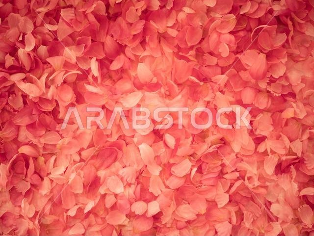 Close-up of Taif Rose Petals, Traditional Damask Rose Grown in Taif Region, Saudi Arabia, Symbol of Luxury and Natural Beauty