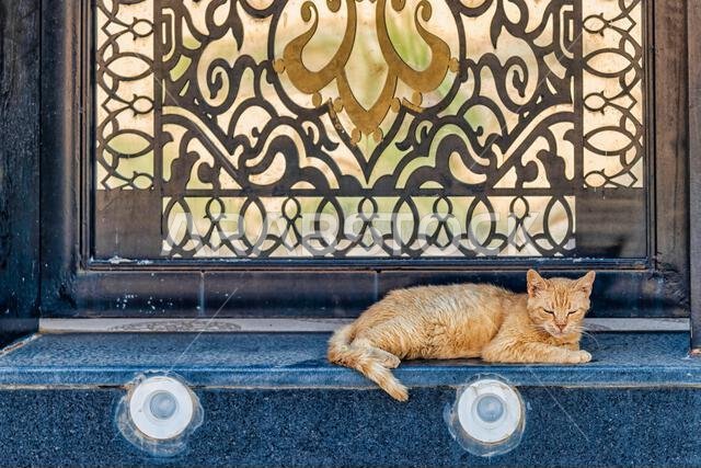 قطة على عتبة الباب