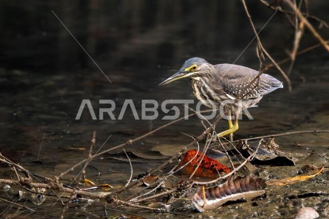 مالك الحزين المخطط - Butorides striatus، مالك الحزين الجميل والصغير والخجول من البحيرات الأفريقية والمياه العذبة، جزيرة موريشيوس.