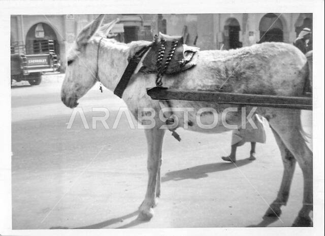 مشاهد من الهفوف، الأحساء، المملكة العربية السعودية، حوالي عام 1968