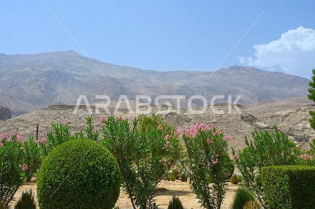 Green area of Sink hall park in Oman, Muscat
