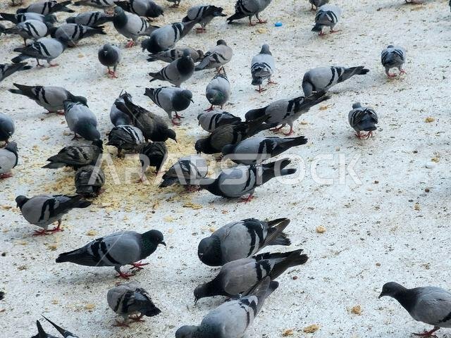 Makkah Pigeons, distinguished by the beauty of its shape, colors, long neck and the distinctive colors that surround its neck, and the eyes drawn, sel