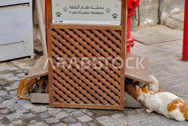 المملكة العربية السعودية، منطقة مكة المكرمة، جدة، مدينة البلد التاريخية القديمة، أحد مواقع التراث العالمي لليونسكو، قطة شوارع، موزع طعام القطط