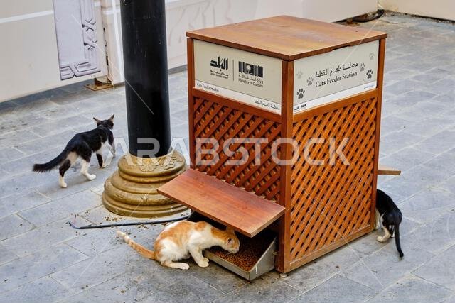 Saudi Arabia, Mecca Province, Jeddah, the old historic city of Al-Balad, a UNESCO World Heritage Site, street cat, kibble dispenser