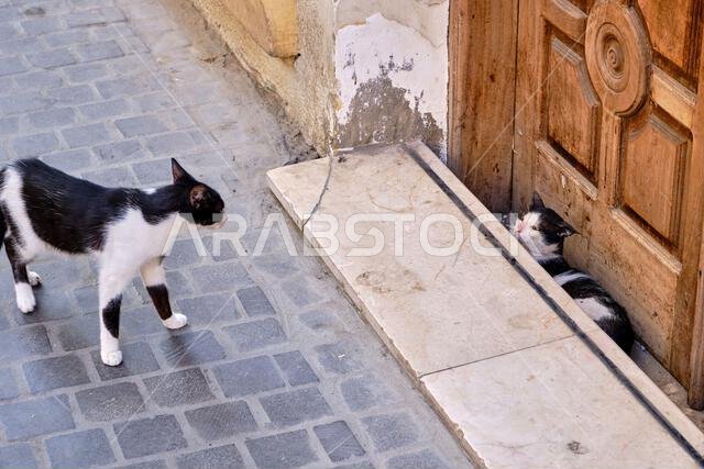 Saudi Arabia, Mecca Province, Jeddah, the historic old town of Al-Balad, a UNESCO World Heritage Site, street cat