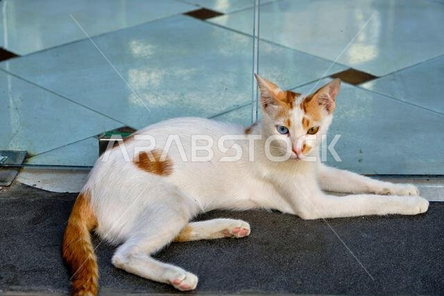 Saudi Arabia, Mecca Province, Jeddah, the historic old town of Al-Balad, a UNESCO World Heritage Site, street cat