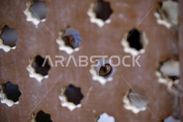 Saudi Arabia, Mecca Province, Jeddah, the historic old town of Al-Balad, a UNESCO World Heritage Site, street cat