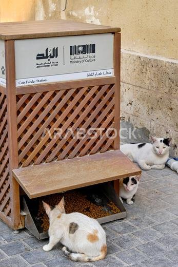 Saudi Arabia, Mecca Province, Jeddah, the old historic city of Al-Balad, a UNESCO World Heritage Site, street cat, kibble dispenser Saudi Arabia, Mecca Province, Jeddah, the old historic city of Al-Balad, a UNESCO World Heritage Site, street cat, kibble dispenser