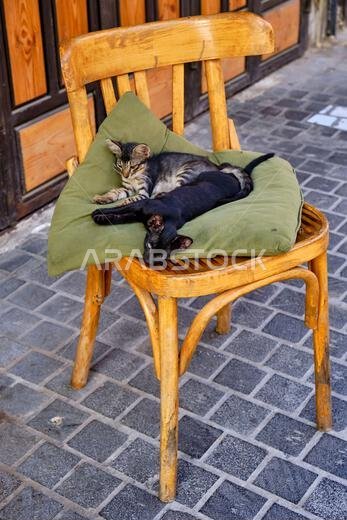 Saudi Arabia, Mecca Province, Jeddah, the historic old town of Al-Balad, a UNESCO World Heritage Site, street cat