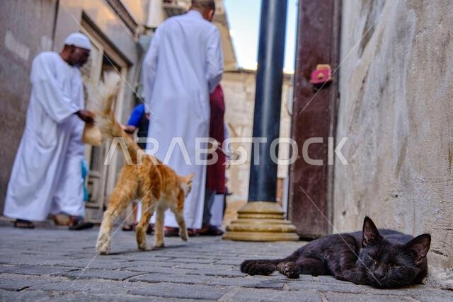 Saudi Arabia, Mecca Province, Jeddah, the historic old town of Al-Balad, a UNESCO World Heritage Site, street cat