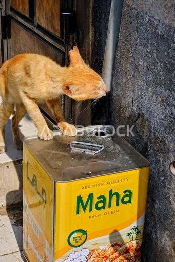 Saudi Arabia, Mecca Province, Jeddah, the historic old town of Al-Balad, a UNESCO World Heritage Site, street cat