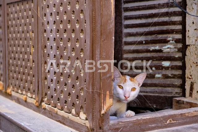 Saudi Arabia, Mecca Province, Jeddah, the historic old town of Al-Balad, a UNESCO World Heritage Site, street cat