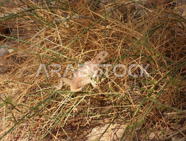 نبات الأغاما الصخري المصري (Laudakia vulgaris) الذي فقد ذيله، العلا، المملكة العربية السعودية نبات الأغاما الصخري المصري (Laudakia vulgaris) الذي فقد ذيله، العلا، المملكة العربية السعودية
