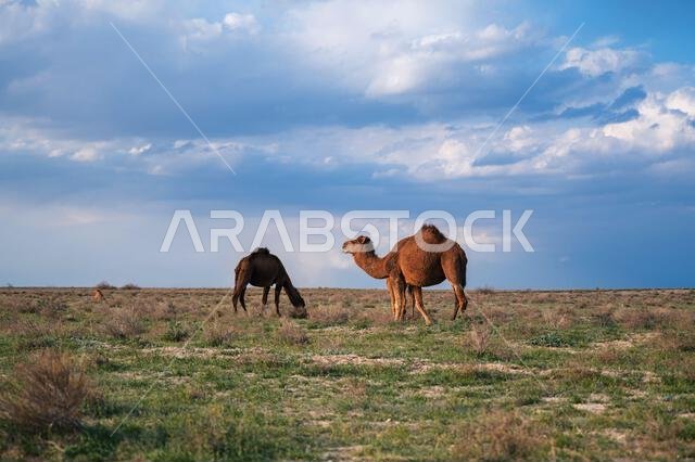 بعض الجمال في السهوب على خلفية السماء الزرقاء.