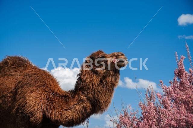 A lone camel against a background of blooming rose bushes and a blue sky
