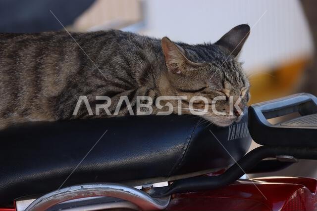 Wild cat sleeping on a motorbike in Tunisia