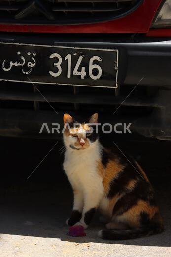 Wild cat posing under a car in Tunisia Wild cat posing under a car in Tunisia
