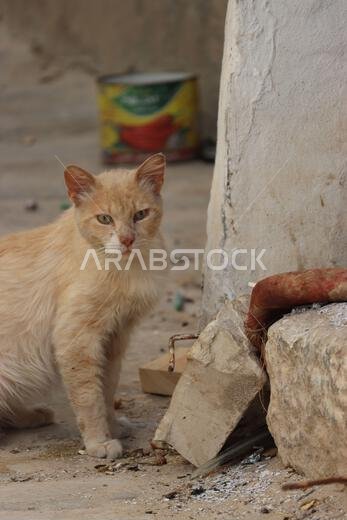 Wild cat posing nearby old rocks in Tunisia Wild cat posing nearby old rocks in Tunisia